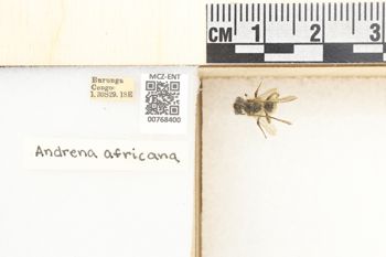 Media type: image;   Entomology 768400 Aspect: Labels